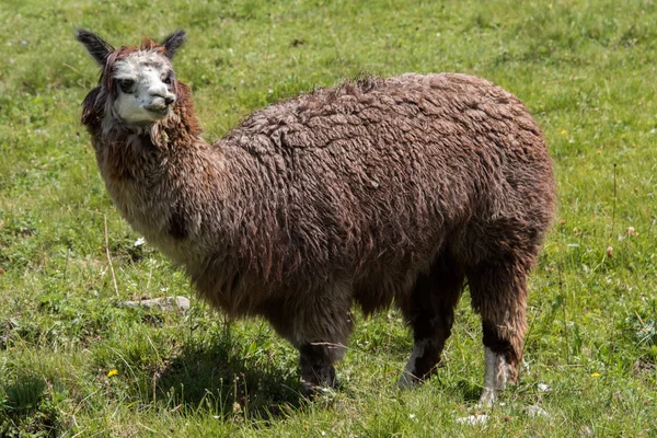 Ritratto di alpaca mentre ti guarda — Foto Stock