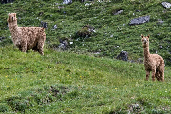 Alpaki matki i dziecka portret patrząc na Ciebie — Zdjęcie stockowe