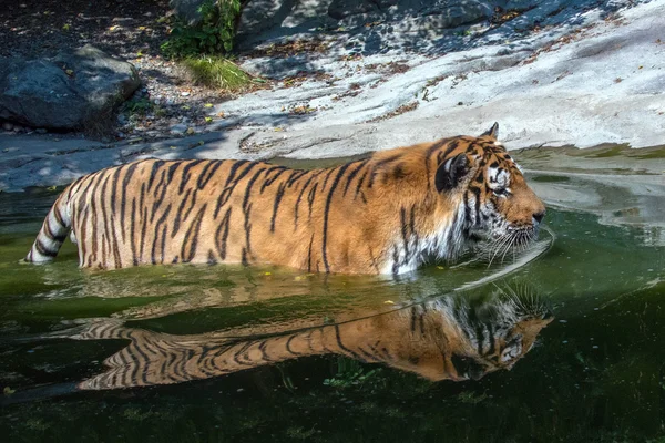 Tigre siberiano listo para atacar la reflexión sobre el agua — Foto de Stock