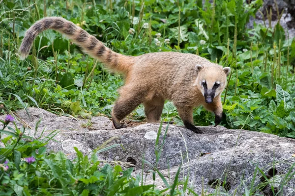 Retrato de Coati Nasua nasua Racoon — Foto de Stock