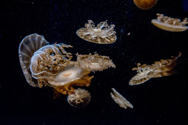 Medusas isoladas em mar negro — Fotografia de Stock