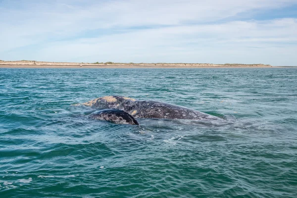 Baleine grise tout en soufflant pour respirer — Photo