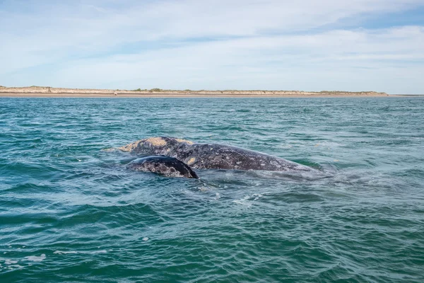 Ballena gris mientras sopla para respirar — Foto de Stock