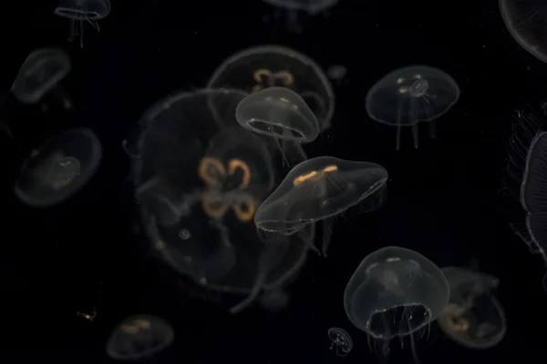 孤立在黑海的水母 — 图库照片