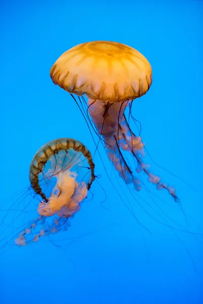 Akvariefisk i dypblått. – stockfoto