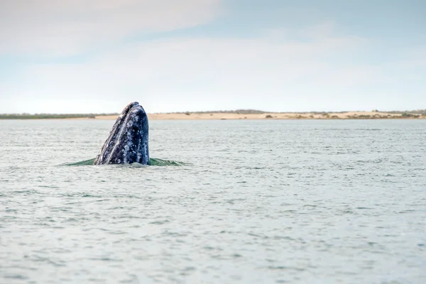 Baleine grise approchant d'un bateau — Photo