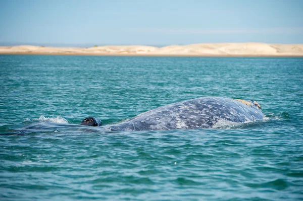 Серый кит во время дыхания — стоковое фото