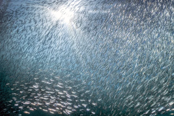 Entrando dentro de una escuela de peces bajo el agua — Foto de Stock