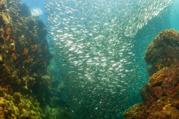 Entering Inside a school of fish underwater — Stock Photo, Image