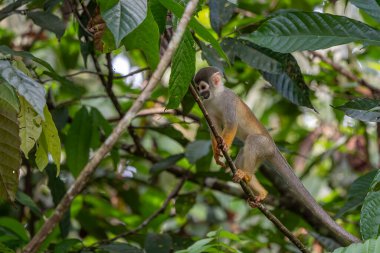 Humboldt 'un Amazon yağmur ormanlarındaki maymun portresi Porto Narino Amazonas Kolombiya
