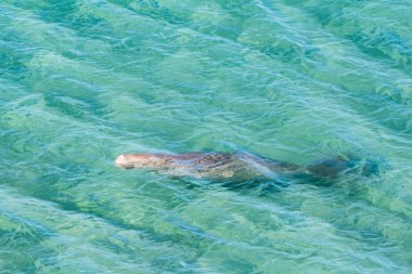Avustralya dugong deniz yüzeyi Yüzme sırasında