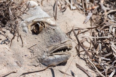 ölü balık tarafından kum kaplı