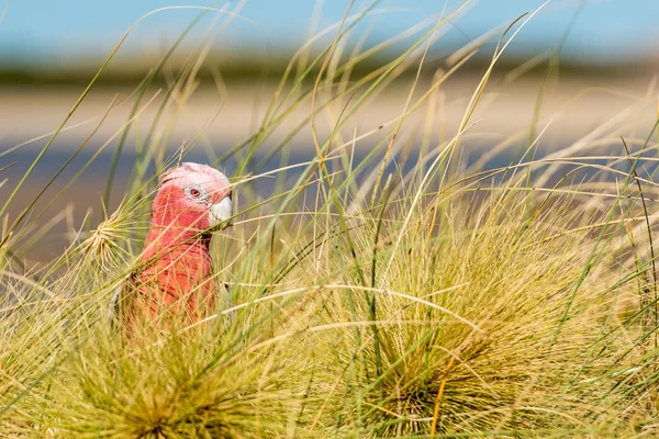 Australia red and white parrot cacatua portrait — Stock Photo, Image