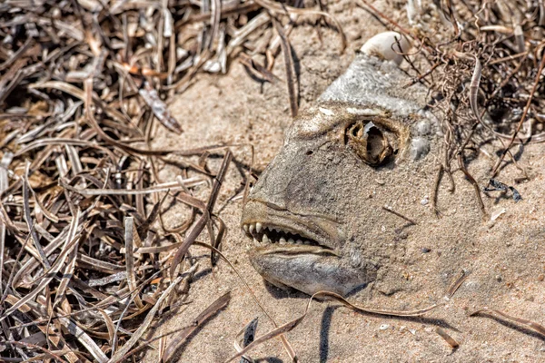 Peixes mortos cobertos de areia — Fotografia de Stock