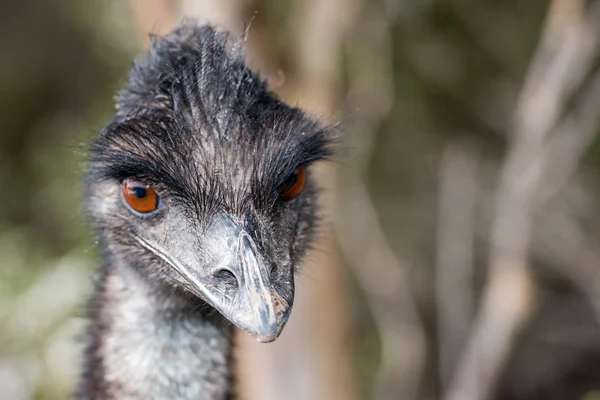 Wild emu close up portrait — Stock Photo, Image
