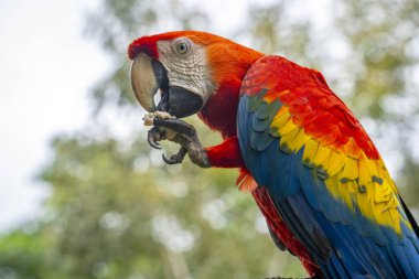 Amazon yağmur ormanlarındaki kırmızı sarı ve mavi renkli ara ara kuşu portresi
