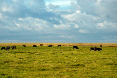Almanya 'nın Sylt Adası' ndaki inekler manzara manzarası