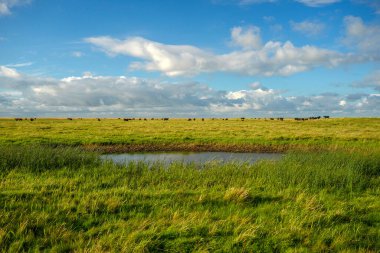 Almanya 'nın Sylt Adası' ndaki inekler manzara manzarası