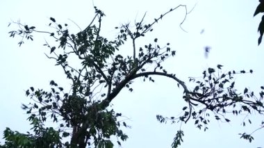 Amazon Leticia Kolombiya 'da gün batımından sonra şarkı söyleyen yeşil papağan sürüsü