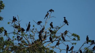 Amazon nehrinde uçan karabatak kuşları sürüsü