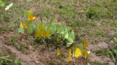 Amazon nehri rengarenk kelebekleri uçuşuyor