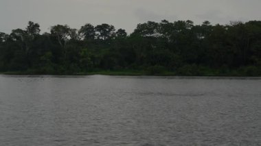 Amazon Nehri 'nde Gri Yunus Sotalia Fluviatilis Tucuxi tatlı suları