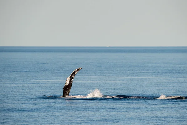 オーストラリアで泳ぐザトウクジラ — ストック写真