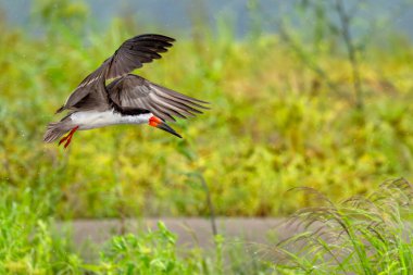 Bir Rynchop Niger Kara kaypak Amazon Nehri