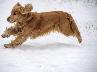 Mutlu cocker spaniel karda