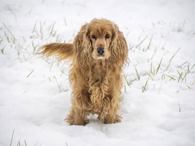 Mutlu cocker spaniel karda