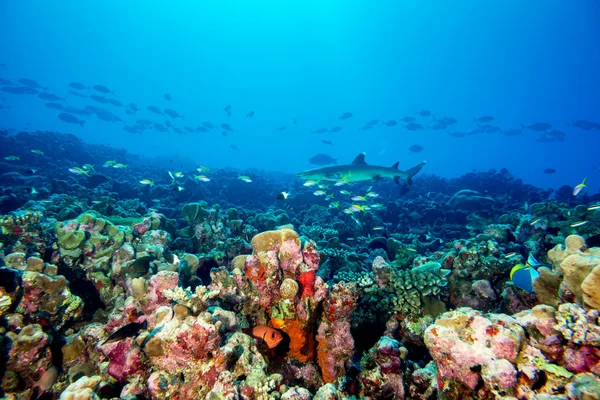 Tiburón de arrecife blanco listo para atacar bajo el agua retrato de cerca —  Fotos de Stock