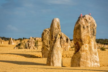Cacatua üzerinde pinnacle Batı Avustralya