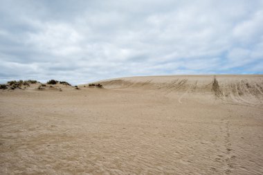 Avustralya kum tepeleri ormanın içine