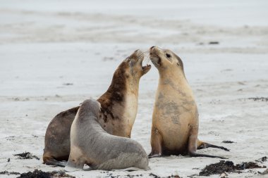 Yeni doğan Avustralya deniz aslanı kumlu plaj zemin üzerine