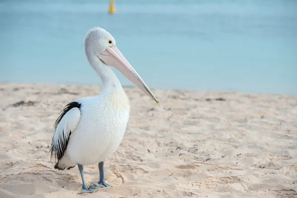 Pelican närbild porträtt på stranden — Stockfoto