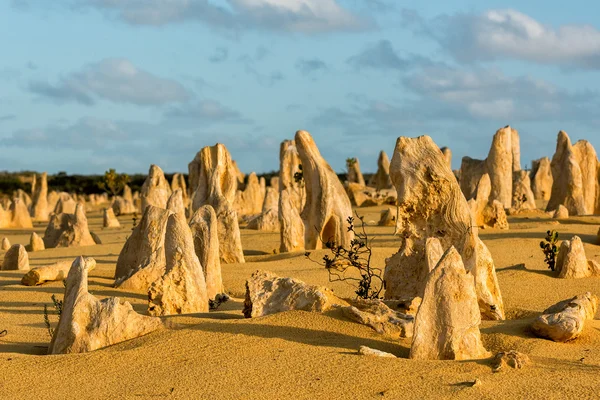 Parc des pinacles en Australie occidentale — Photo