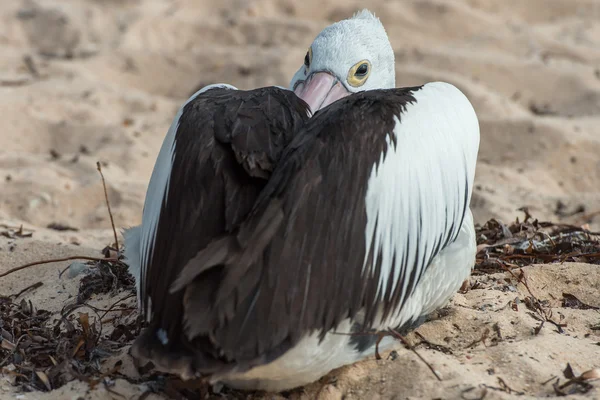 Pelikan plaj portre kadar kapatın — Stok fotoğraf