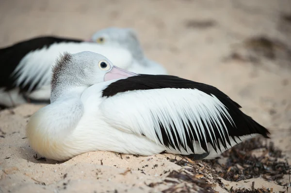 Pelican close-up portret op het strand — Stockfoto