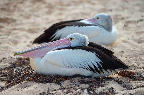 Pelican close up portrait on the beach — Stock Photo, Image