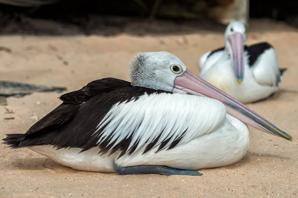 Pelican close up portrait on the beach — Stock Photo, Image