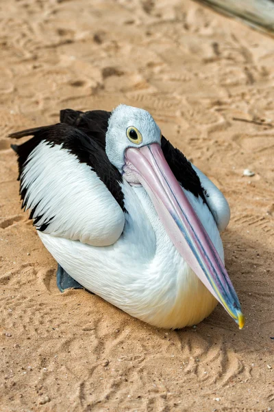 Pelikan Nahaufnahme Porträt am Strand — Stockfoto