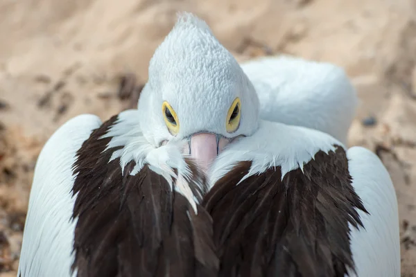 Pelikan Nahaufnahme Porträt am Strand — Stockfoto