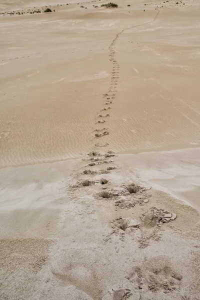Dune di sabbia australia nel cespuglio — Foto Stock