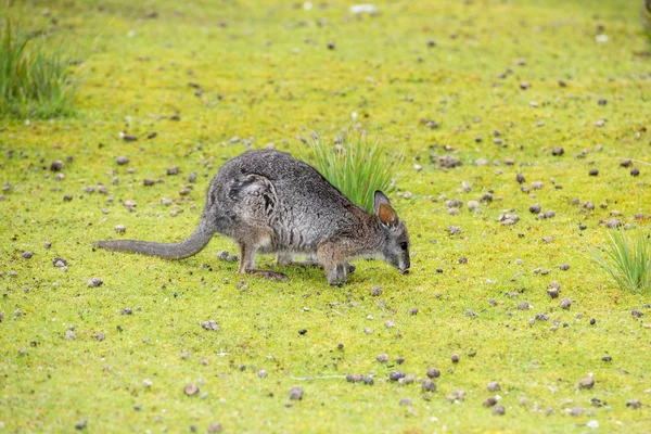 Wallaby portrait on green grass background — Stock Photo, Image