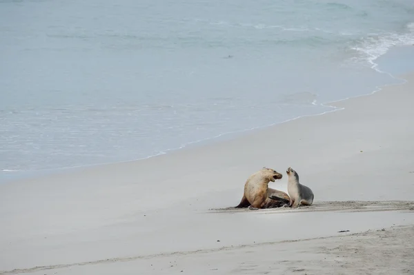 León marino australiano recién nacido sobre fondo de playa de arena — Foto de Stock