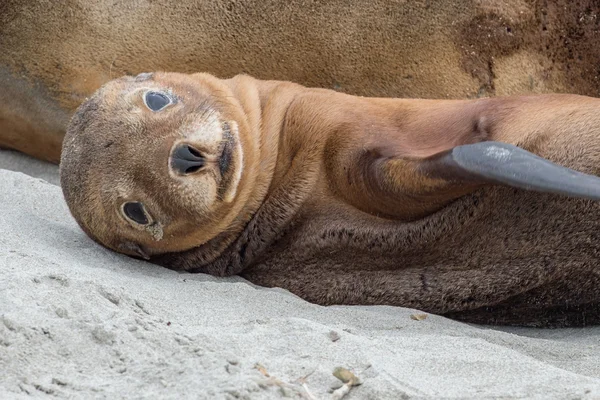 Noworodka Uchatka australijska na tle piaszczystej plaży — Zdjęcie stockowe