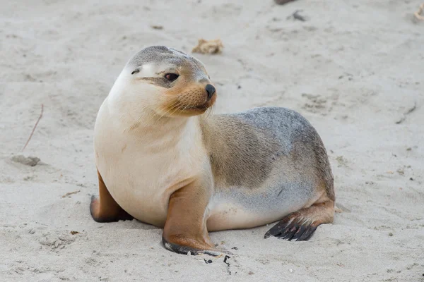 모래 해변 배경 신생아 호주 바다 사자 — 스톡 사진