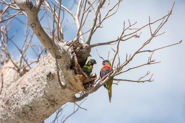 Παπαγάλος της Αυστραλίας σε δέντρο boab — Φωτογραφία Αρχείου