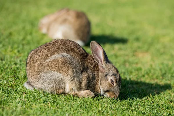 Ung valp Jack rabbit hare vilda kanin — Stockfoto