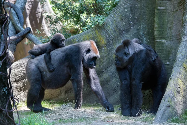 Baby gorilla sleeping on mother — Stock Photo, Image